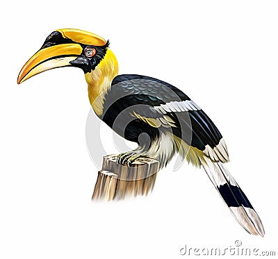Indian hornbill Anthracoceros coronatus Stock Photo