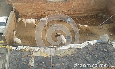 Indian horse in blank plot. Stock Photo