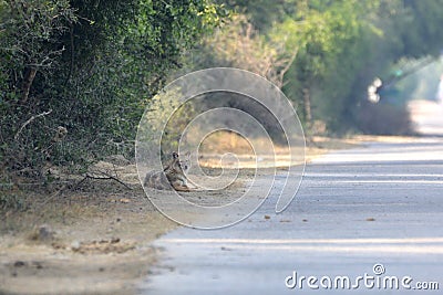 Indian jackal Stock Photo