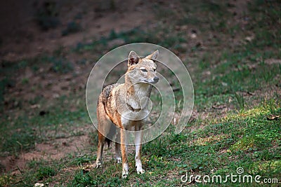 Indian jackal Stock Photo