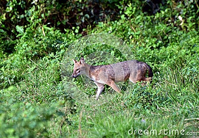 Indian jackal Stock Photo