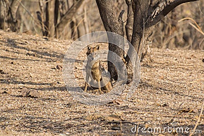 Indian Jackal or Golden Jackal Resting Stock Photo