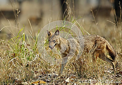 Indian Jackal in the grasses of Pench Tiger Reserve Stock Photo