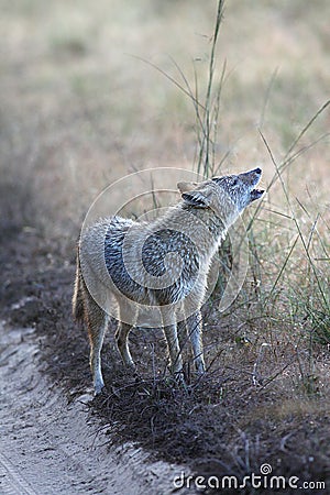 Indian Jackal Making Territorial Call in Kanha National Park, India Stock Photo