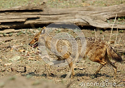 Indian Jackal in Pench Tiger Reserve Stock Photo