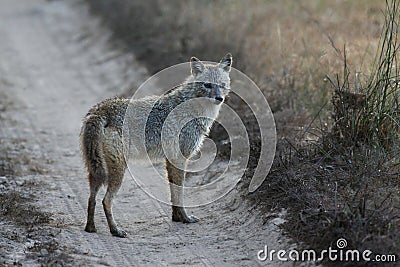 Indian Jackal Standing on Road in Kanha National Park, India Stock Photo