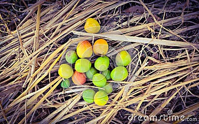 Indian jujube fruits Stock Photo