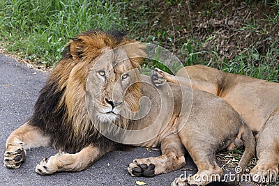 Indian Lion lying on road Stock Photo