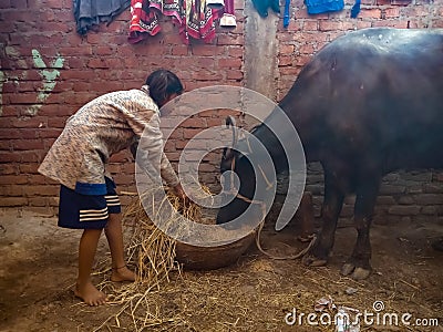 an indian little village girl giving dry grass nutrition food to the buffalo at stable house in India January 2020 Editorial Stock Photo