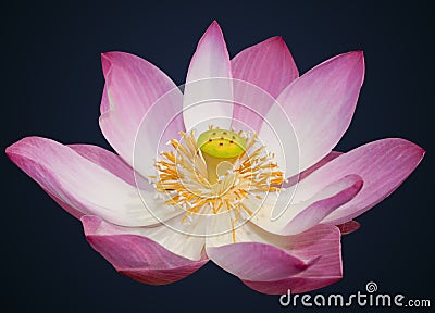 Indian lotus Stock Photo