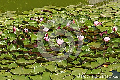 Indian lotus field Stock Photo