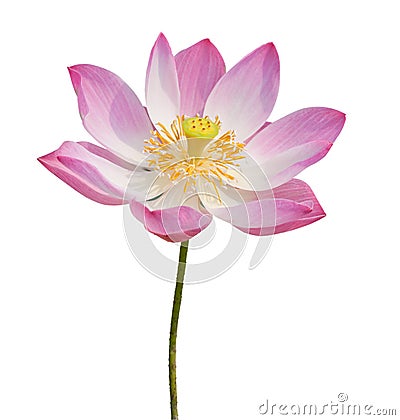 Indian lotus isolated Stock Photo