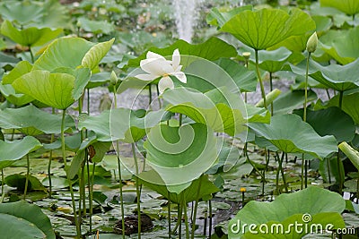 Indian Lotus, Nelumbo nucifera, flowering plant Stock Photo