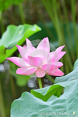 Indian Lotus, Sacred Lotus, Bean of India Stock Photo