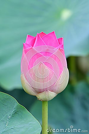 Indian Lotus, Sacred Lotus, Bean of India Stock Photo