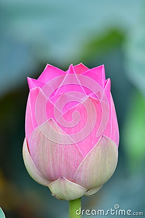Indian Lotus, Sacred Lotus, Bean of India Stock Photo