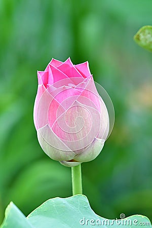 Indian Lotus, Sacred Lotus, Bean of India Stock Photo