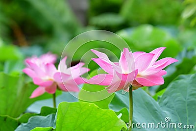 Indian Lotus, Sacred Lotus, Bean of India Stock Photo