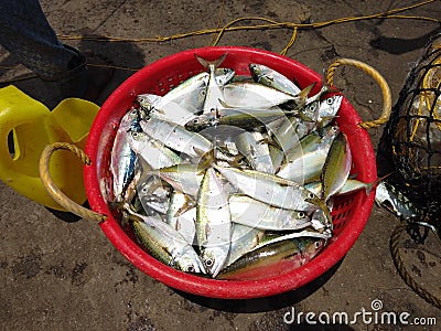 Indian mackerel fish in red basket, fishing Harbor Tamilnadu, India Stock Photo