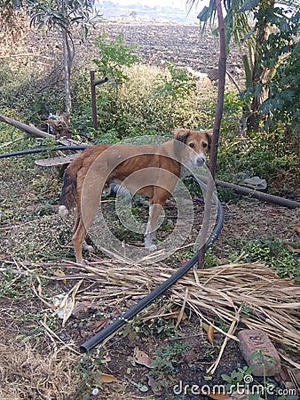 Indian Maharashtrian dog with grey colour Stock Photo