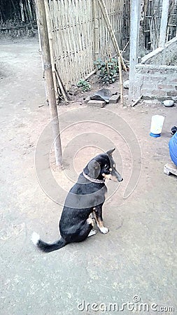 Indian mails situation villages dogs photo Stock Photo