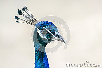 Indian male peacock head Stock Photo