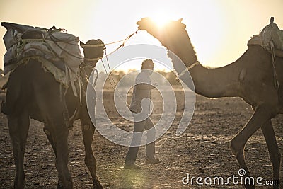 Indian man cameleer camel driver with camels in dunes of Thar desert Editorial Stock Photo