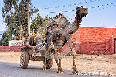 Indian man driving camel cart, Sawai Madhopur, India Editorial Stock Photo