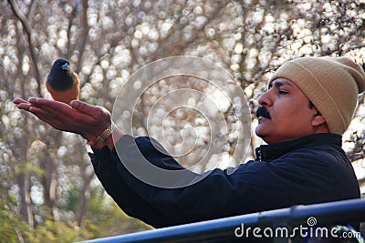 Indian man feeding Rufous treepie from his hands, Ranthambore Na Editorial Stock Photo