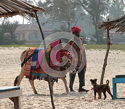 Indian man with holy indian cow decorated with colorful cloth and jewelry on the beach of Southern Goa Editorial Stock Photo