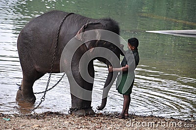 Man painting sign on forehead of elefant Editorial Stock Photo