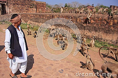 Indian man standing near gray langurs at Ranthambore Fort, India Editorial Stock Photo