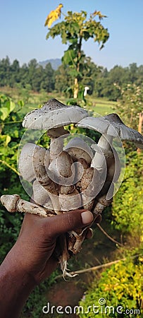 Indian mashroom village food natural food Stock Photo