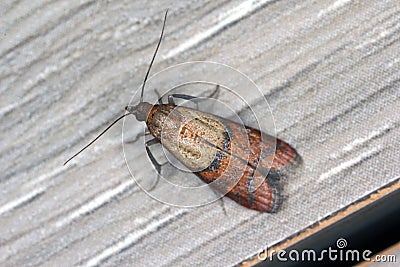 Indian mealmoth or Indianmeal moth Plodia interpunctella of a pyraloid moth in wax of the family Pyralidae is common pest of Stock Photo