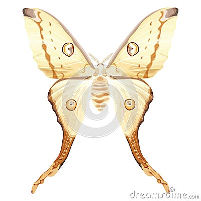 Indian Moon Moth. White exotic butterfly. Tropical insect. Vector Illustration