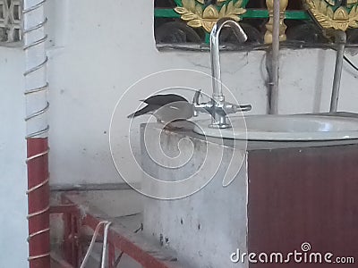 An indian myna bird sitting on wash basin for driking water Stock Photo