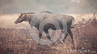 Indian Neelgai or Blue Bull at Panna National Park, India Stock Photo