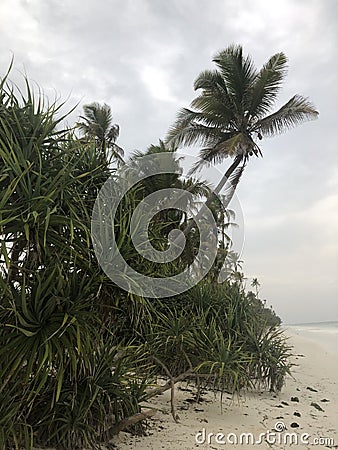 Indian Ocean coast. Coastal palms. Zanzibar island. Africa. Typical view Stock Photo