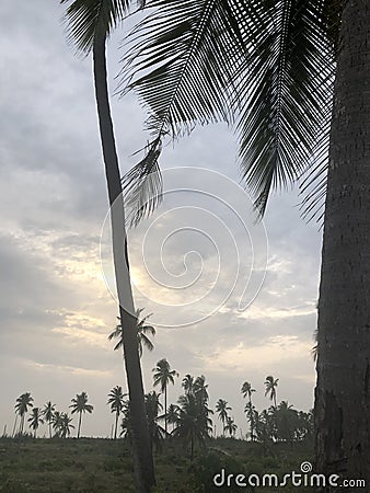 Indian Ocean coast. Coastal palms. Zanzibar island. Africa. Typical view Stock Photo