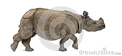 Indian one-horned rhinoceros Stock Photo