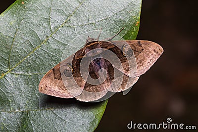 Indian Owlet-moth on green leaf Stock Photo