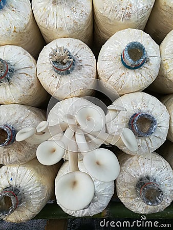 Indian Oyster in a mushroom cube at mushroom farm. Stock Photo