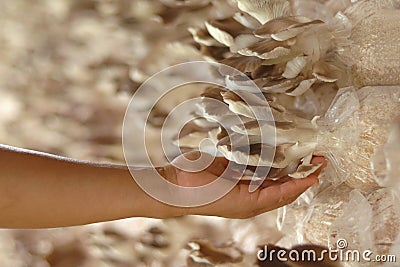 Indian oyster mushrooms Stock Photo