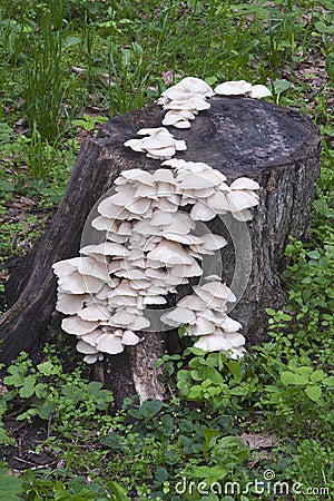 Indian oyster mushrooms Stock Photo