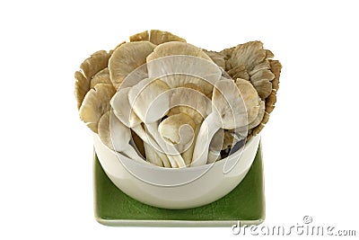 Indian Oyster (Phoenix) Mushroom Stock Photo