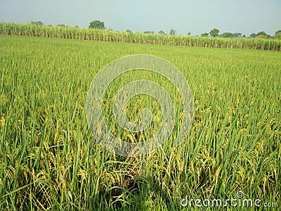 Indian paddy field in morning time of kushinagar village Stock Photo