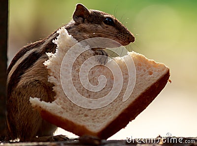 Indian palm squirrel with bread slice Stock Photo