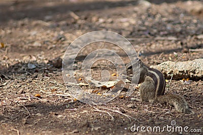 Indian palm squirrel eating on the ground. Stock Photo