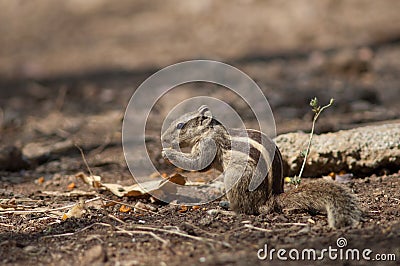 Indian palm squirrel eating on the ground. Stock Photo