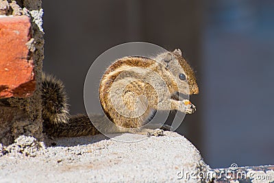Indian palm squirrel (Funambulus palmarum) eats a nut Stock Photo